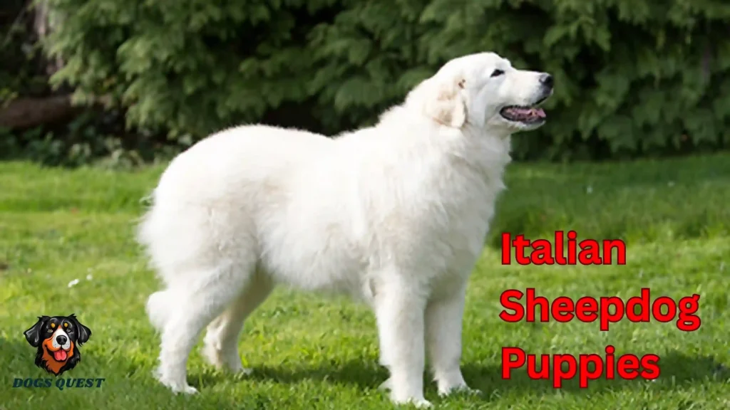 Italian Sheepdog Puppies