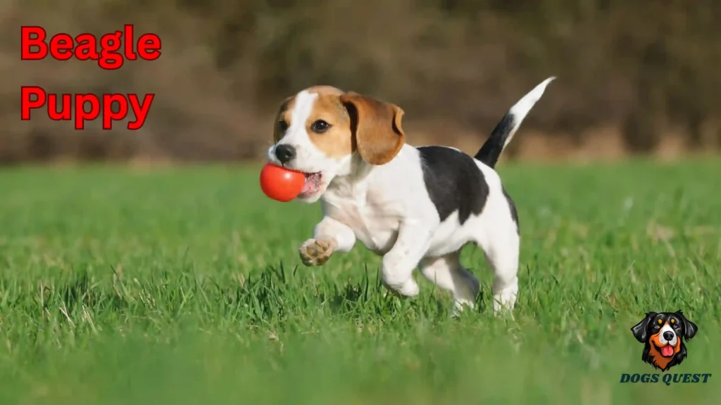 Beagle Puppy