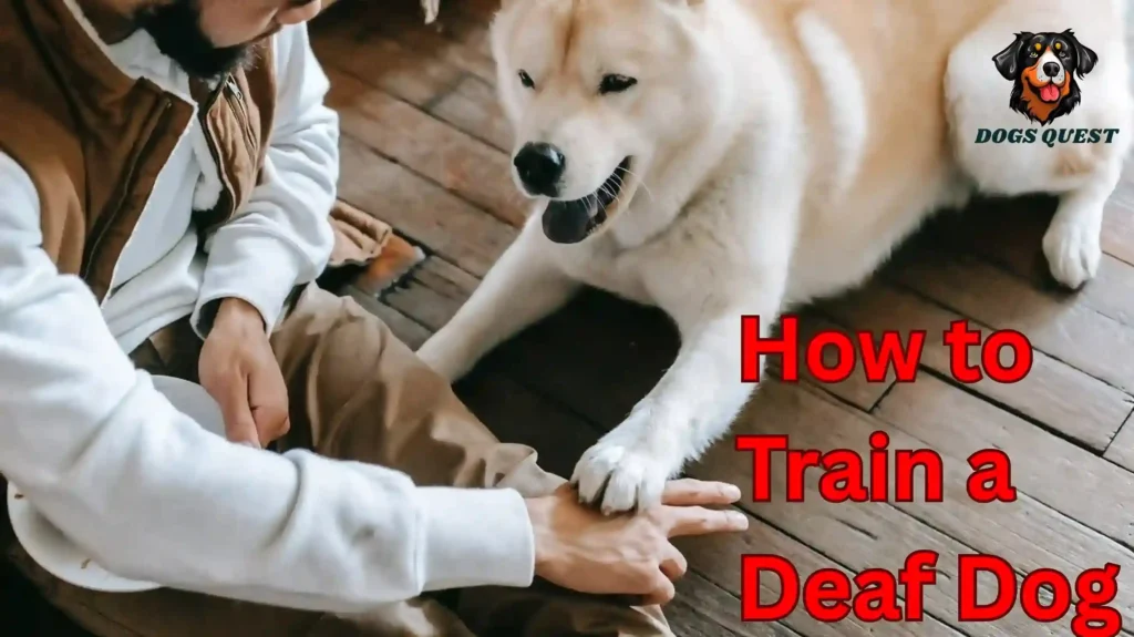 How to Train a Deaf Dog