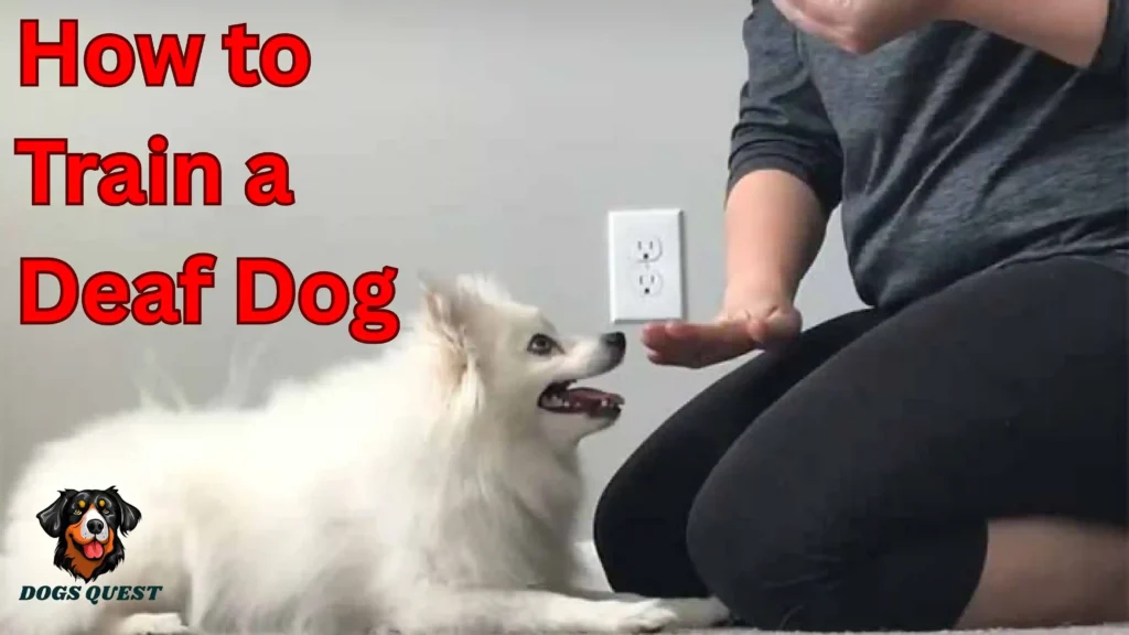 How to Train a Deaf Dog