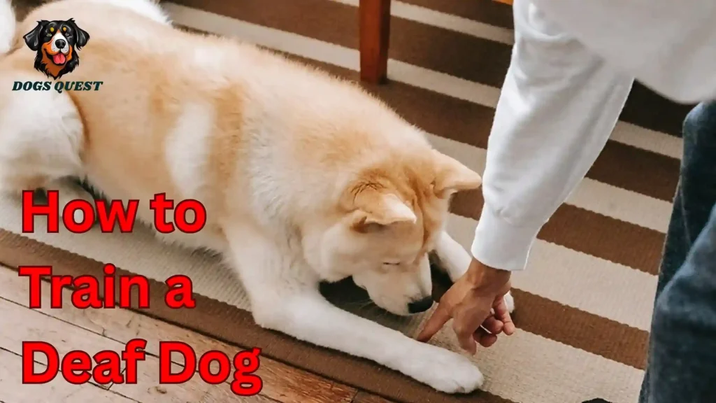 How to Train a Deaf Dog