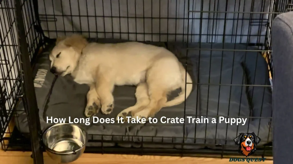How Long Does It Take to Crate Train a Puppy