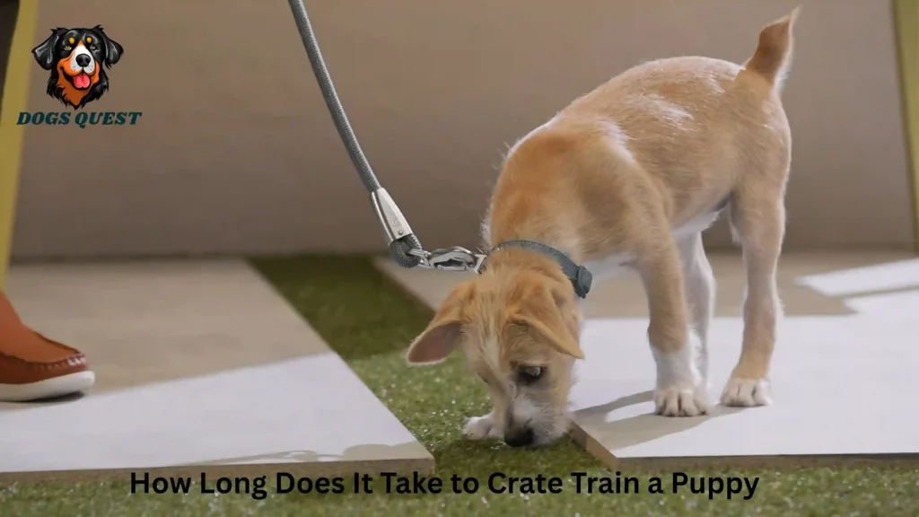 How Long Does It Take to Crate Train a Puppy