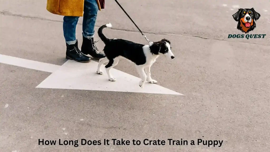 How Long Does It Take to Crate Train a Puppy