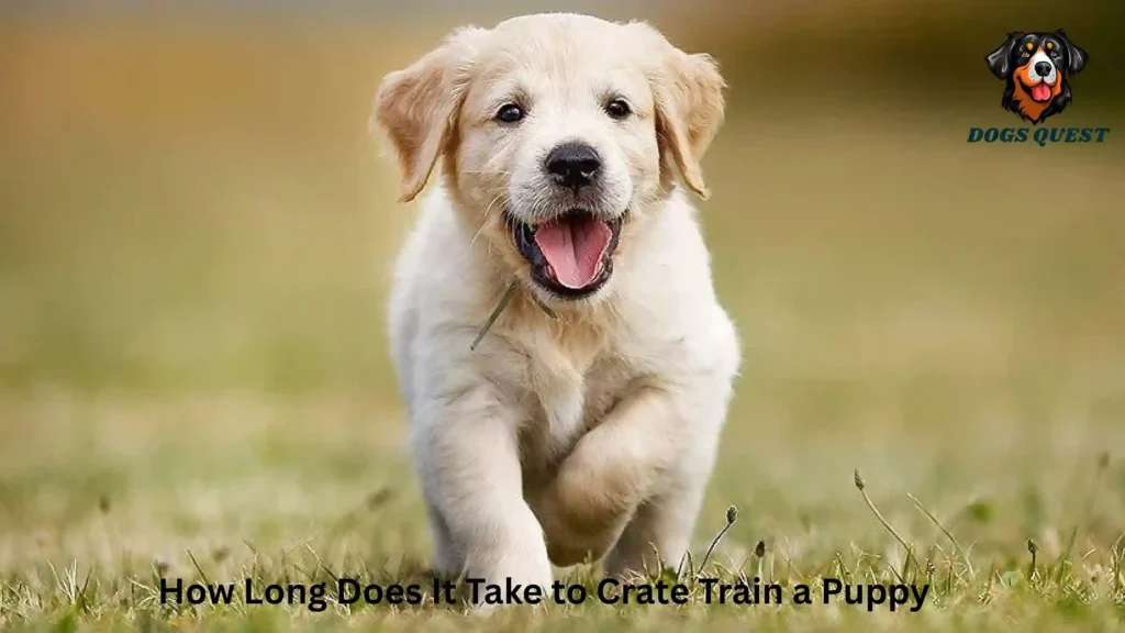 How Long Does It Take to Crate Train a Puppy