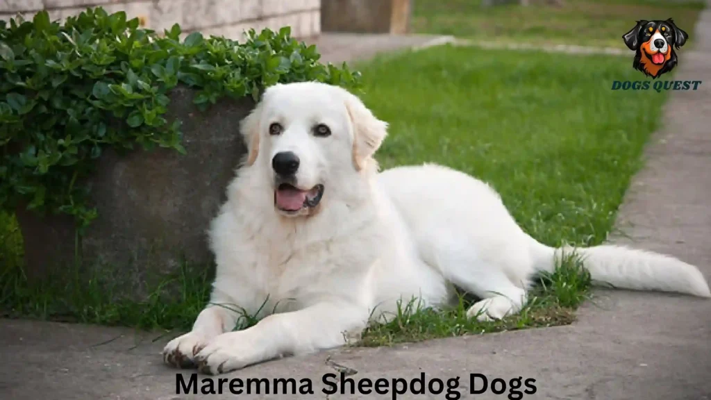 Maremma Sheepdog Dogs