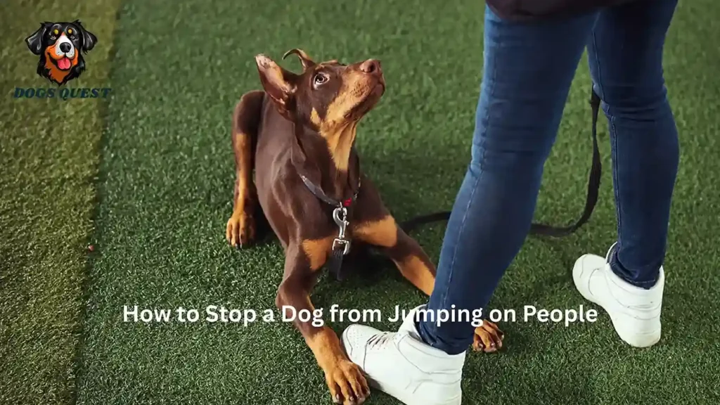 How to Stop a Dog from Jumping on People