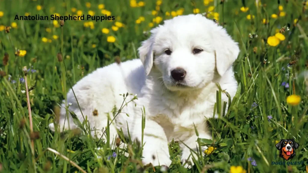 Anatolian Shepherd Puppies