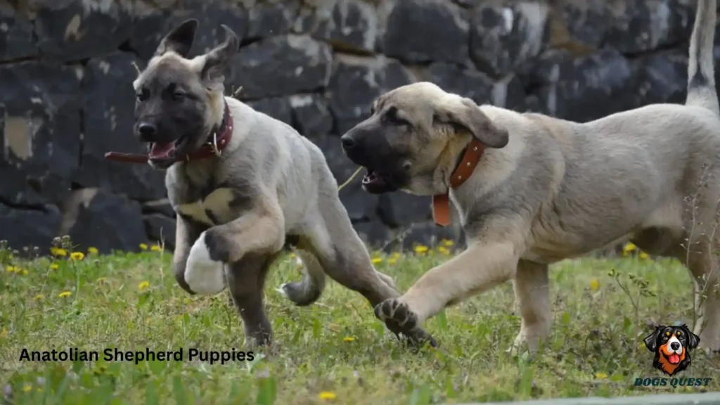 Anatolian Shepherd Puppies