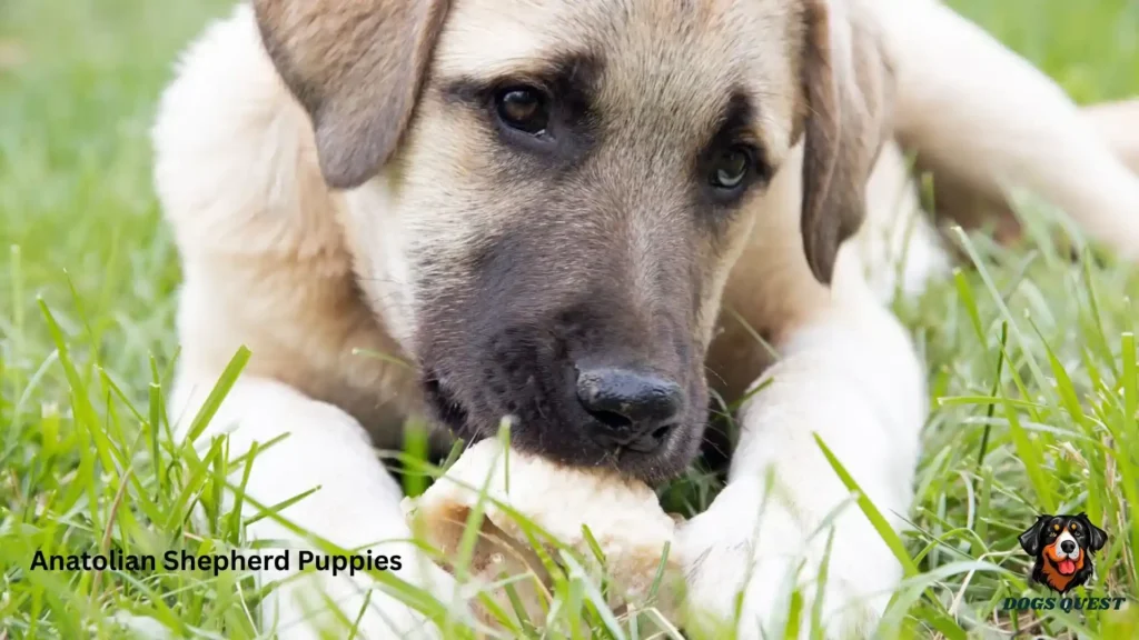 Anatolian Shepherd Puppies
