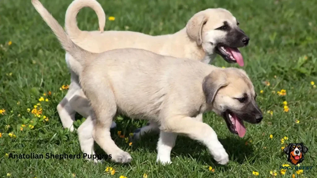 Anatolian Shepherd Puppies
