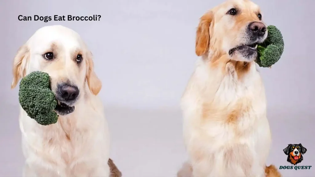 Can Dogs Eat Broccoli?
