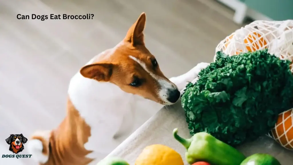 Can Dogs Eat Broccoli?