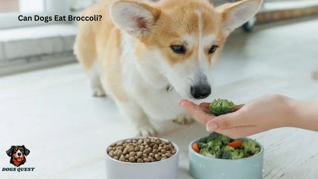 Can Dogs Eat Broccoli?