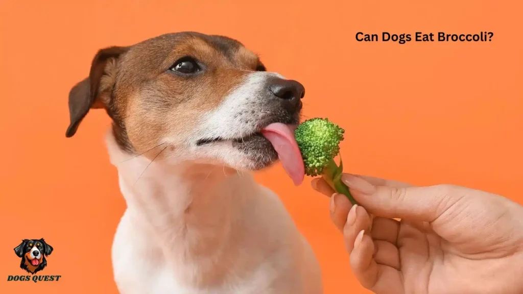 Can Dogs Eat Broccoli?