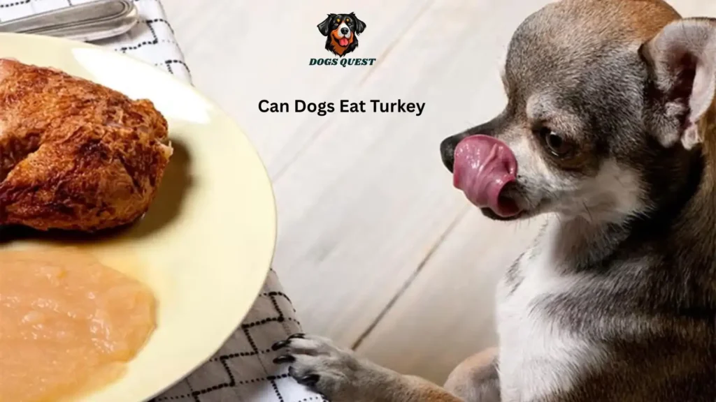 Can Dogs Eat Turkey