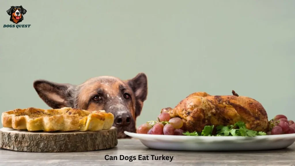 Can Dogs Eat Turkey