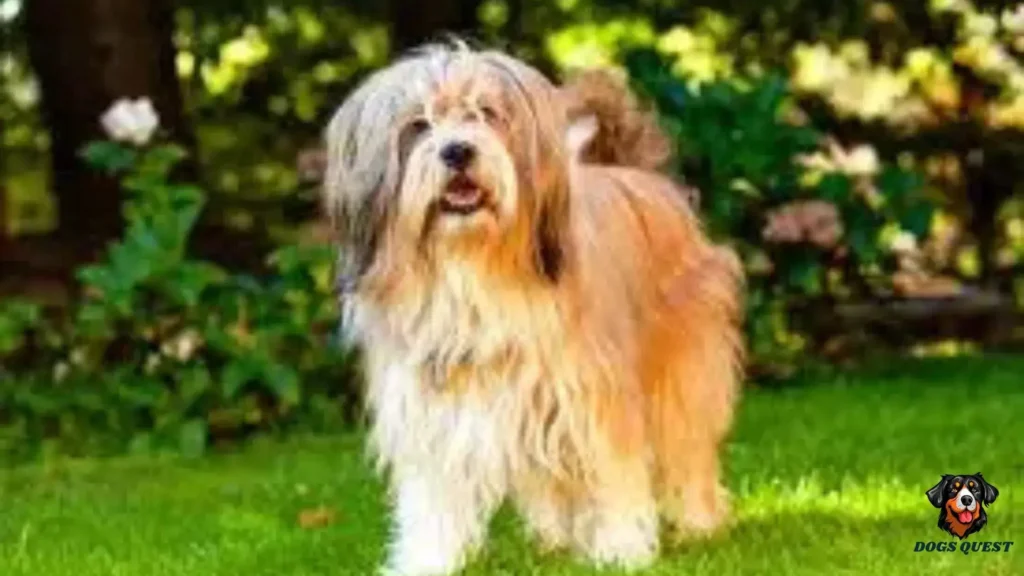 Himalaya Terrier