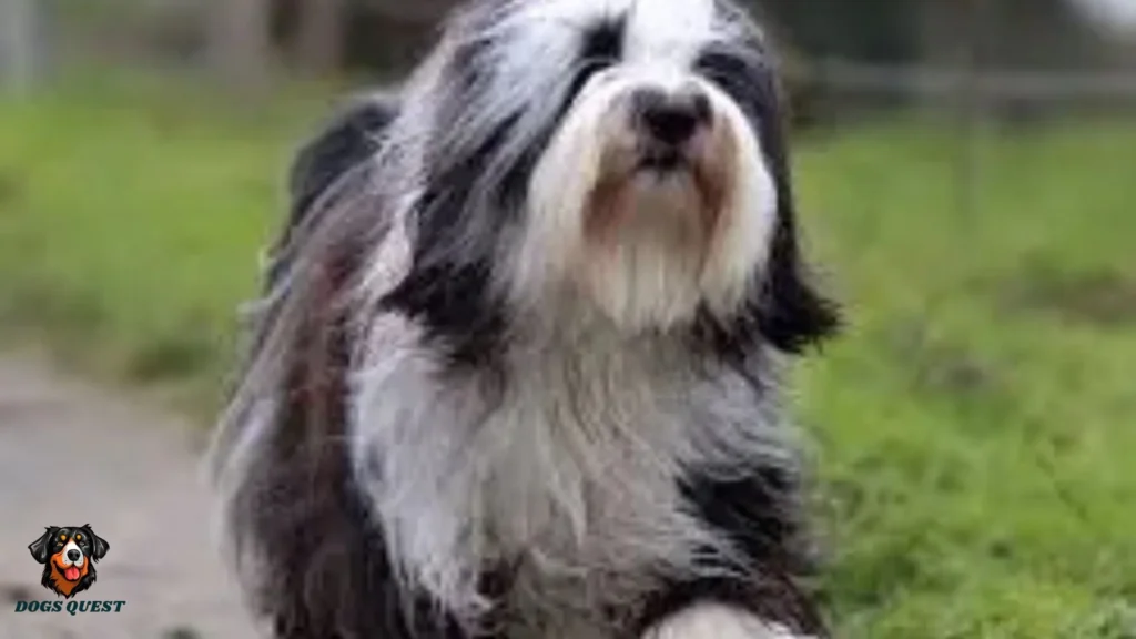 Himalaya Terrier