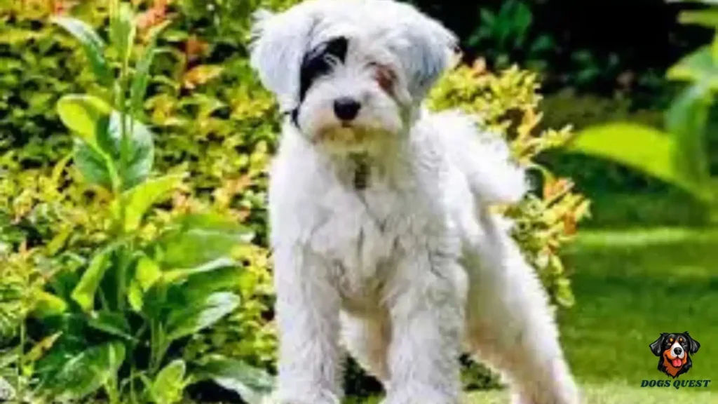 Whistle Train Your Dog