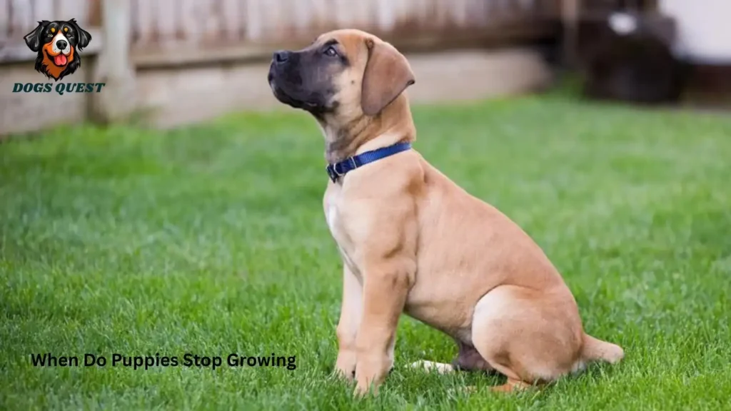 When Do Puppies Stop Growing