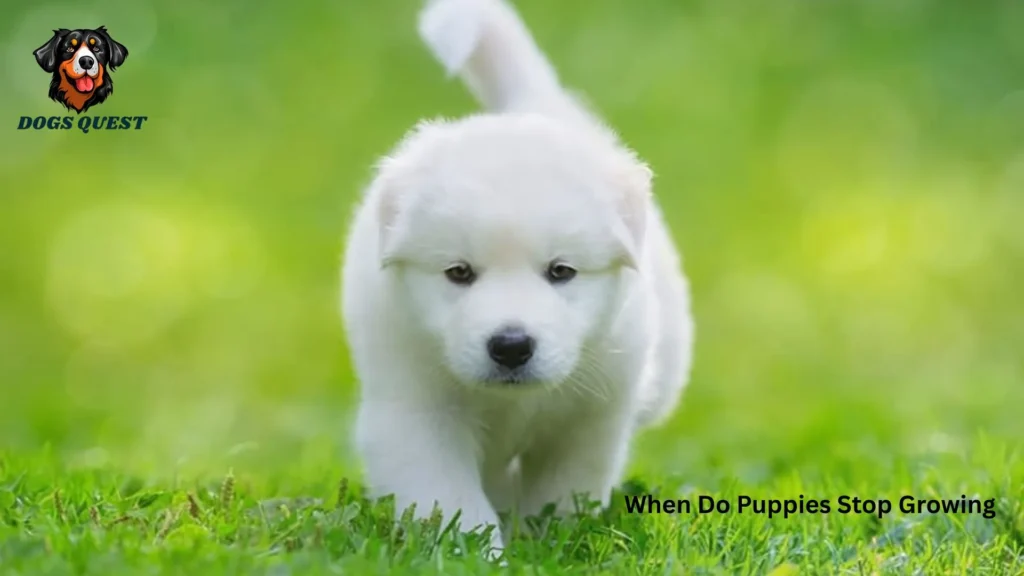 When Do Puppies Stop Growing