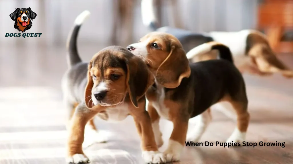 When Do Puppies Stop Growing
