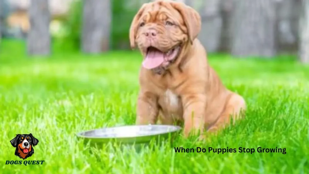 When Do Puppies Stop Growing