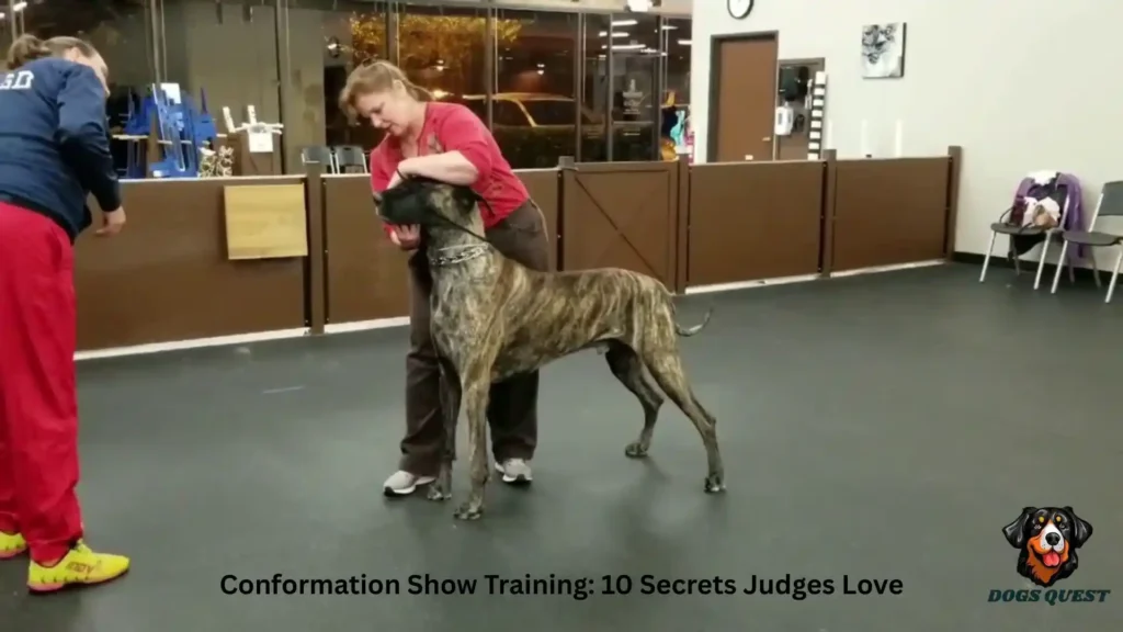 Conformation Show Training