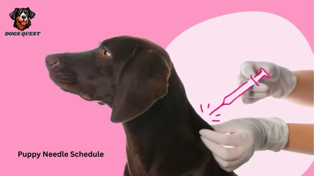 Puppy Needle Schedule