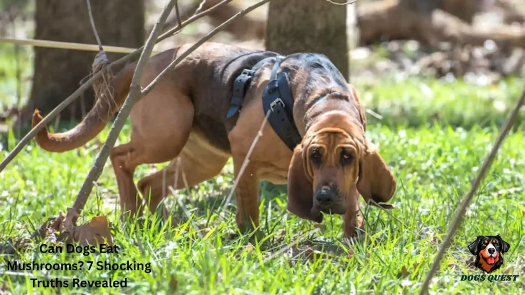 Can Dogs Eat Mushrooms? 