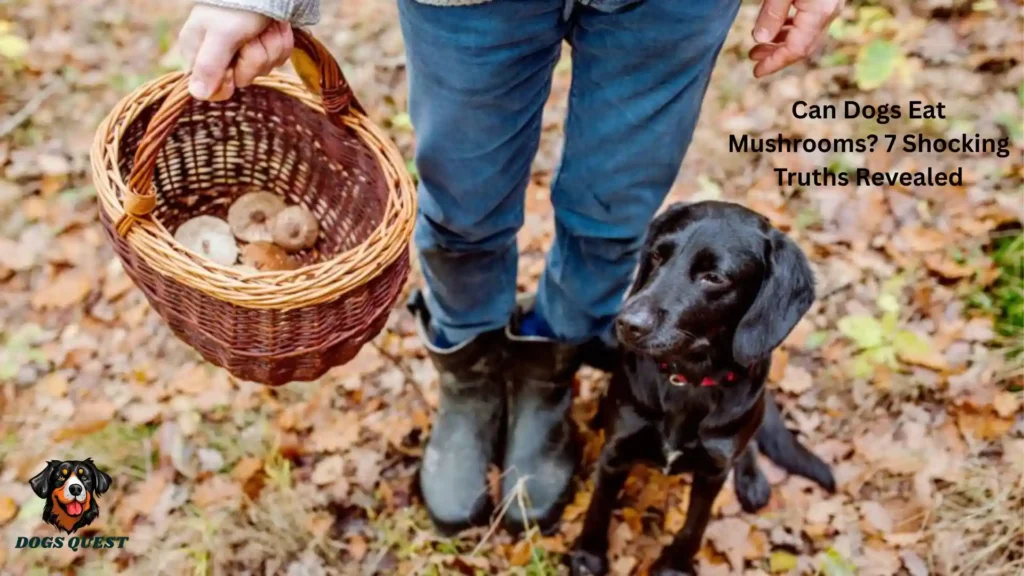 Can Dogs Eat Mushrooms? 