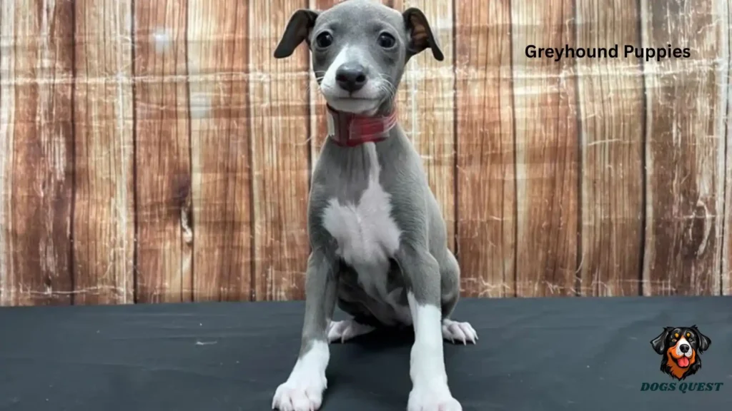 Greyhound Puppies