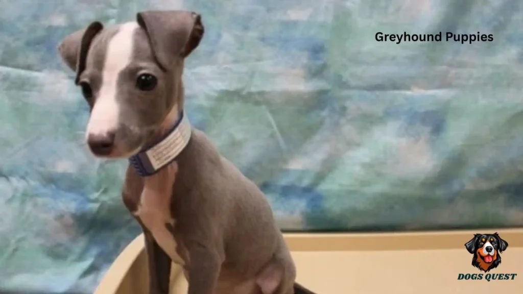 Greyhound Puppies