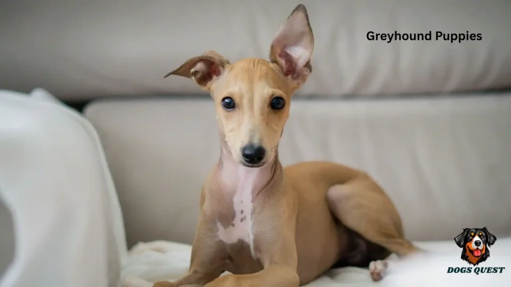 Greyhound Puppies