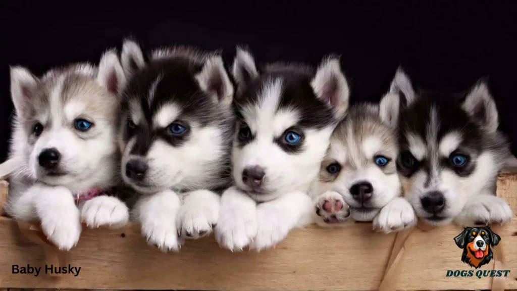 Baby Husky