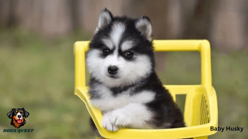 Baby Husky