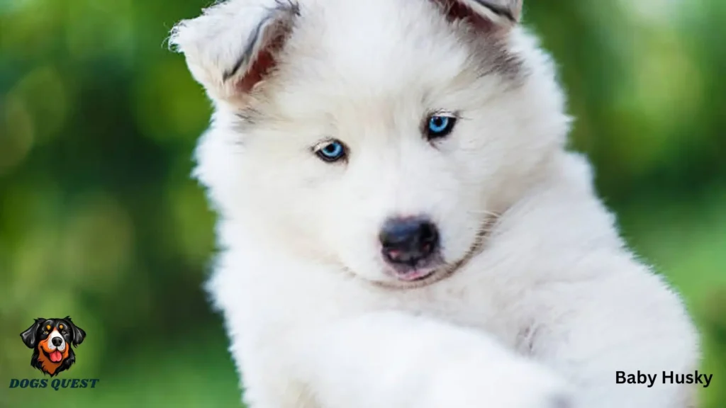 Baby Husky