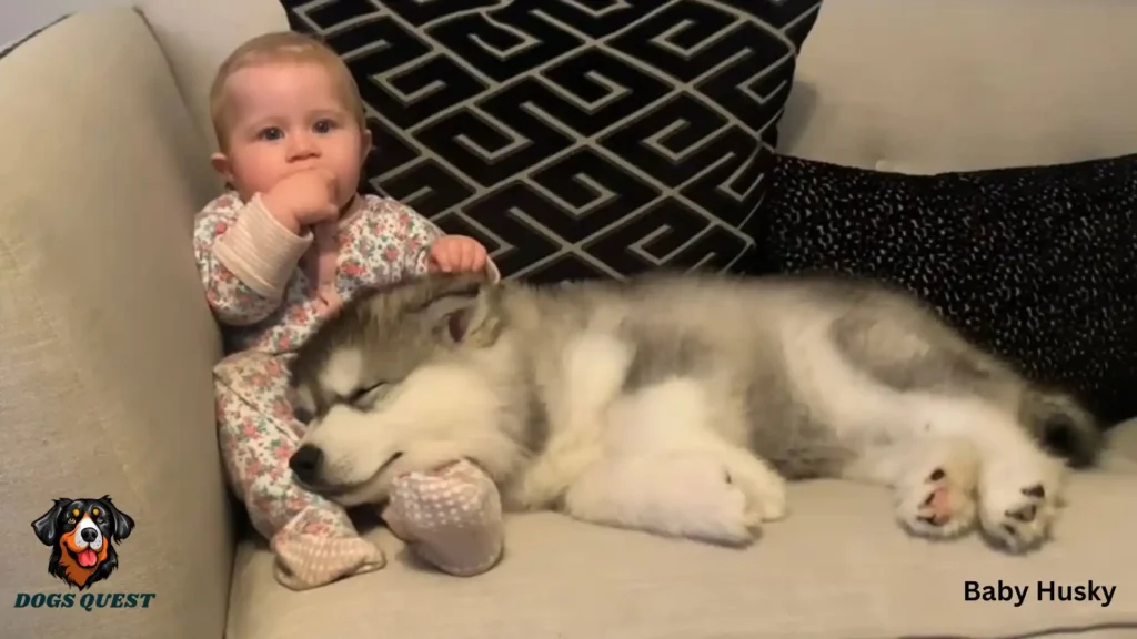 Baby Husky