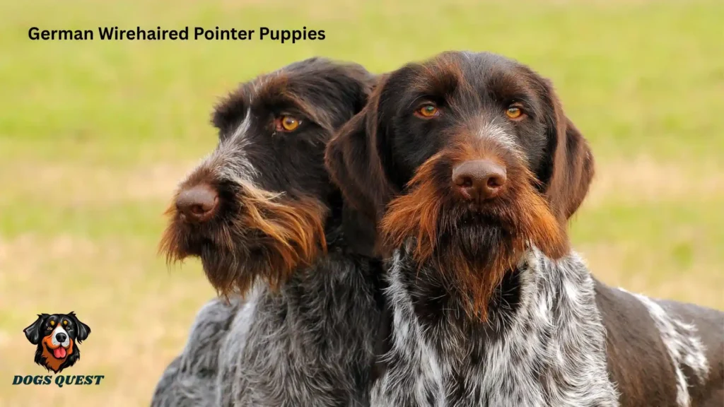German Wirehaired Pointer Puppies