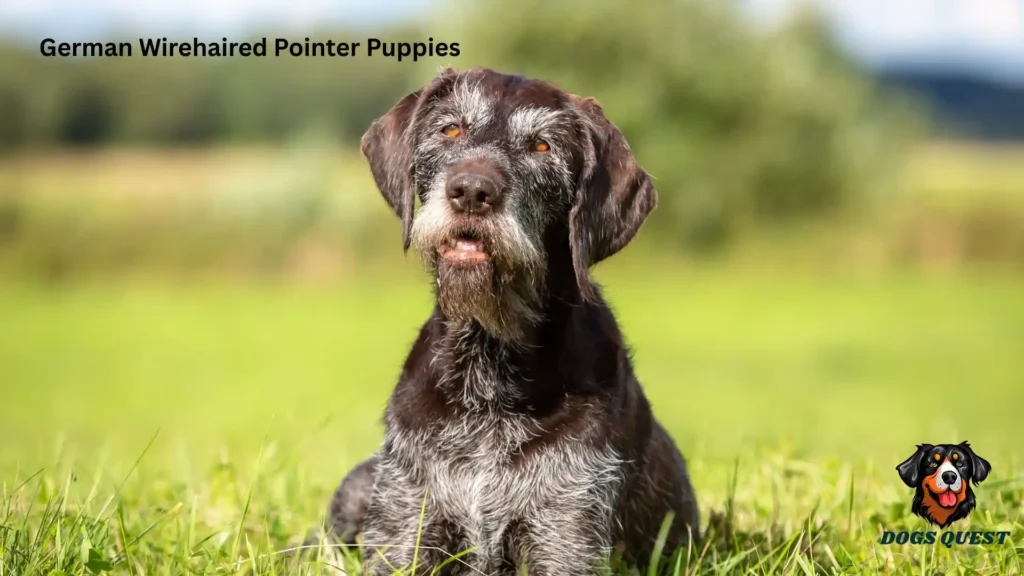 German Wirehaired Pointer Puppies