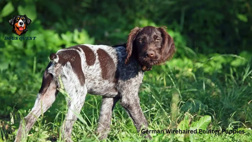 German Wirehaired Pointer Puppies