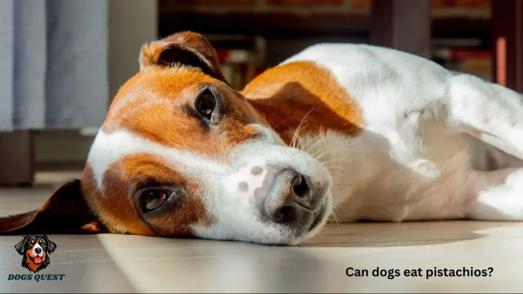 Can Dogs Eat Pistachios?