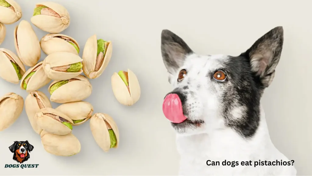 Can Dogs Eat Pistachios?