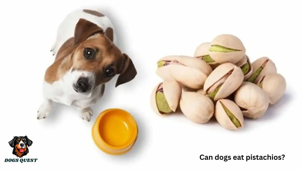 Can Dogs Eat Pistachios?