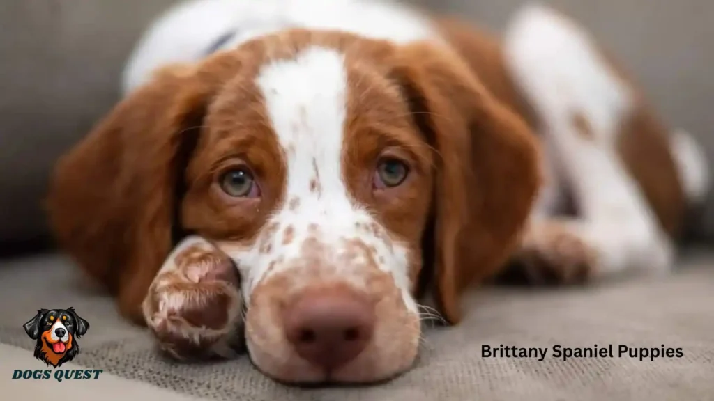Brittany Spaniel Puppies