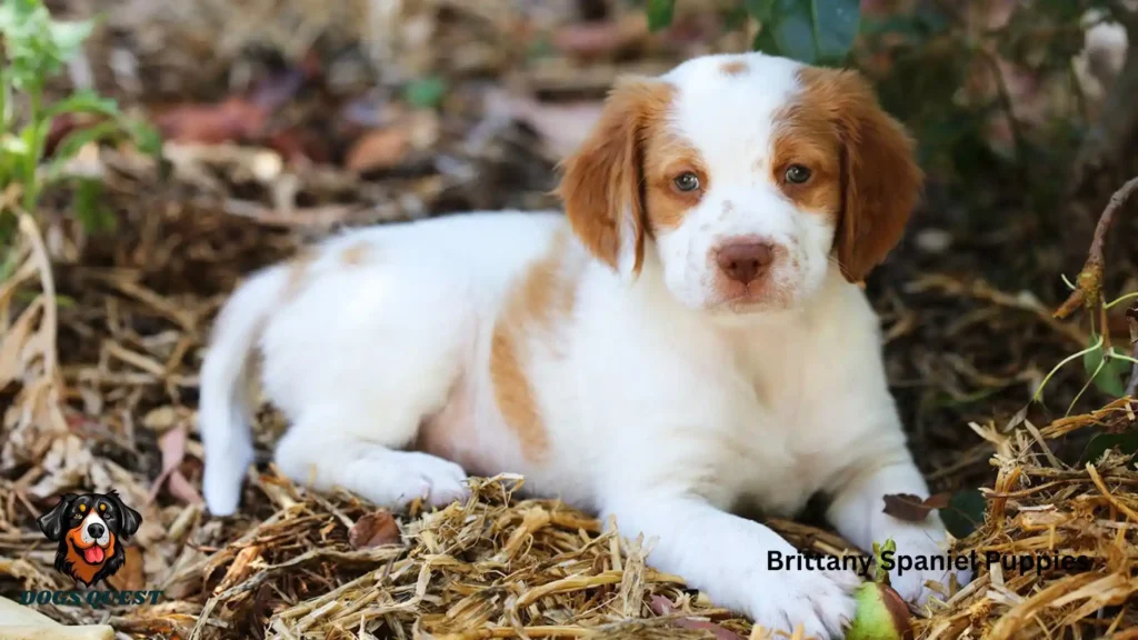 Brittany Spaniel Puppies