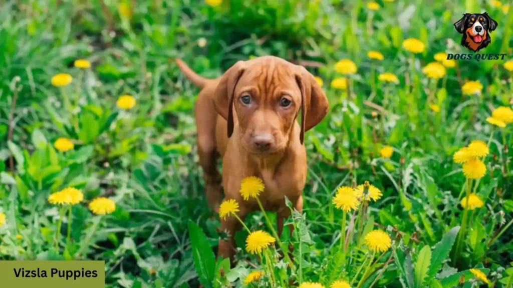 Vizsla Puppies