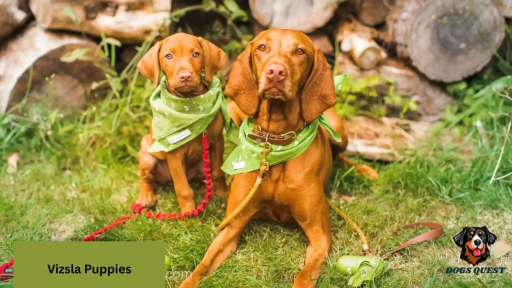 Vizsla Puppies