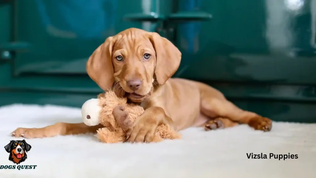 Vizsla Puppies